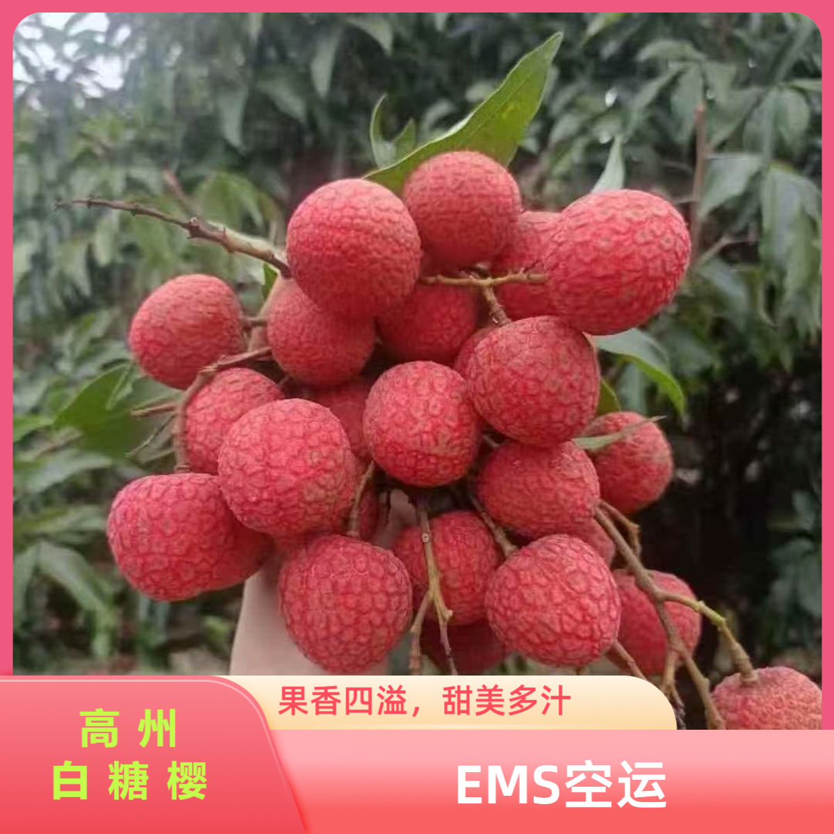 高州老树白糖罂荔枝新鲜采摘当季水果肉厚多汁