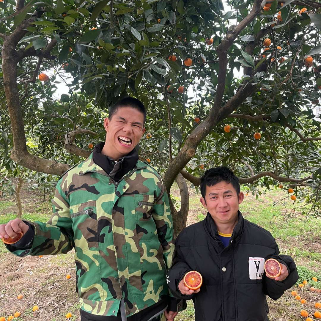 【哥哥和弟弟家玫瑰香血橙 】富含花青素香甜多汁应季血橙