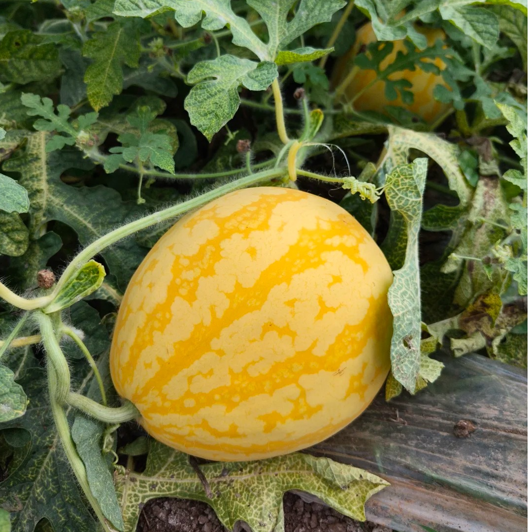 赤金麒麟西瓜一个脆甜多汁3-4斤新鲜云南省