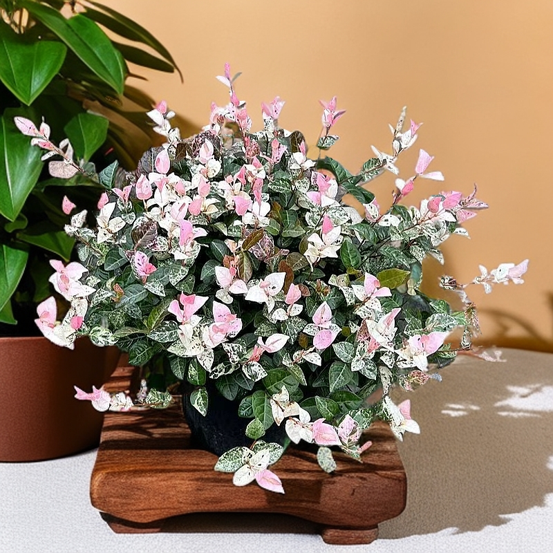 花叶络石盆栽阳台庭院办公室彩叶牵藤蔓吊兰植物四季观叶净化空气