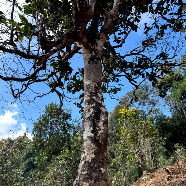 凑单链接-老班盆-普洱茶-生茶