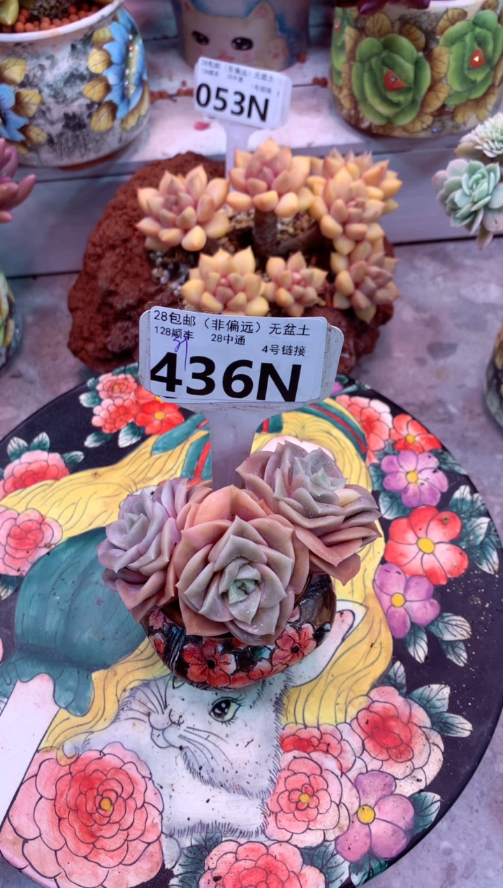 竹***火436N（一物一拍，精品多肉，所见即所得 ）