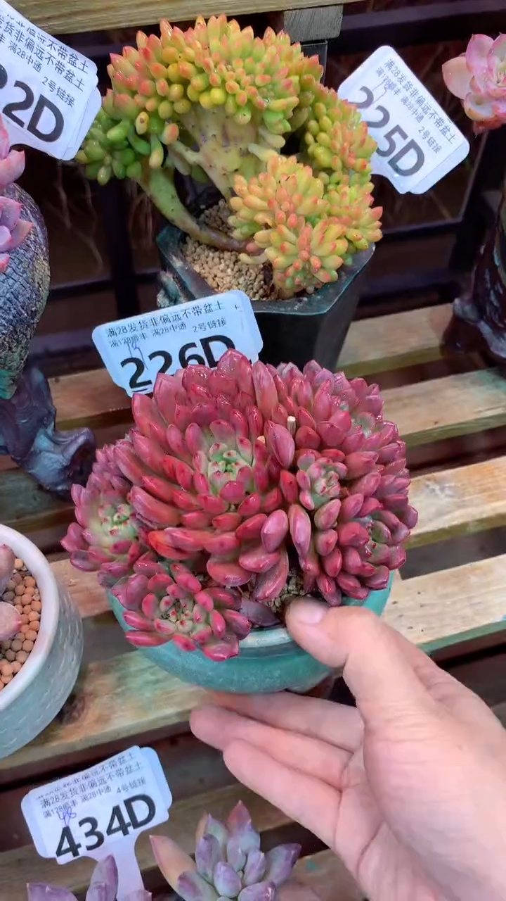 226D（一物一拍实付满28发货，默认不带盆土）