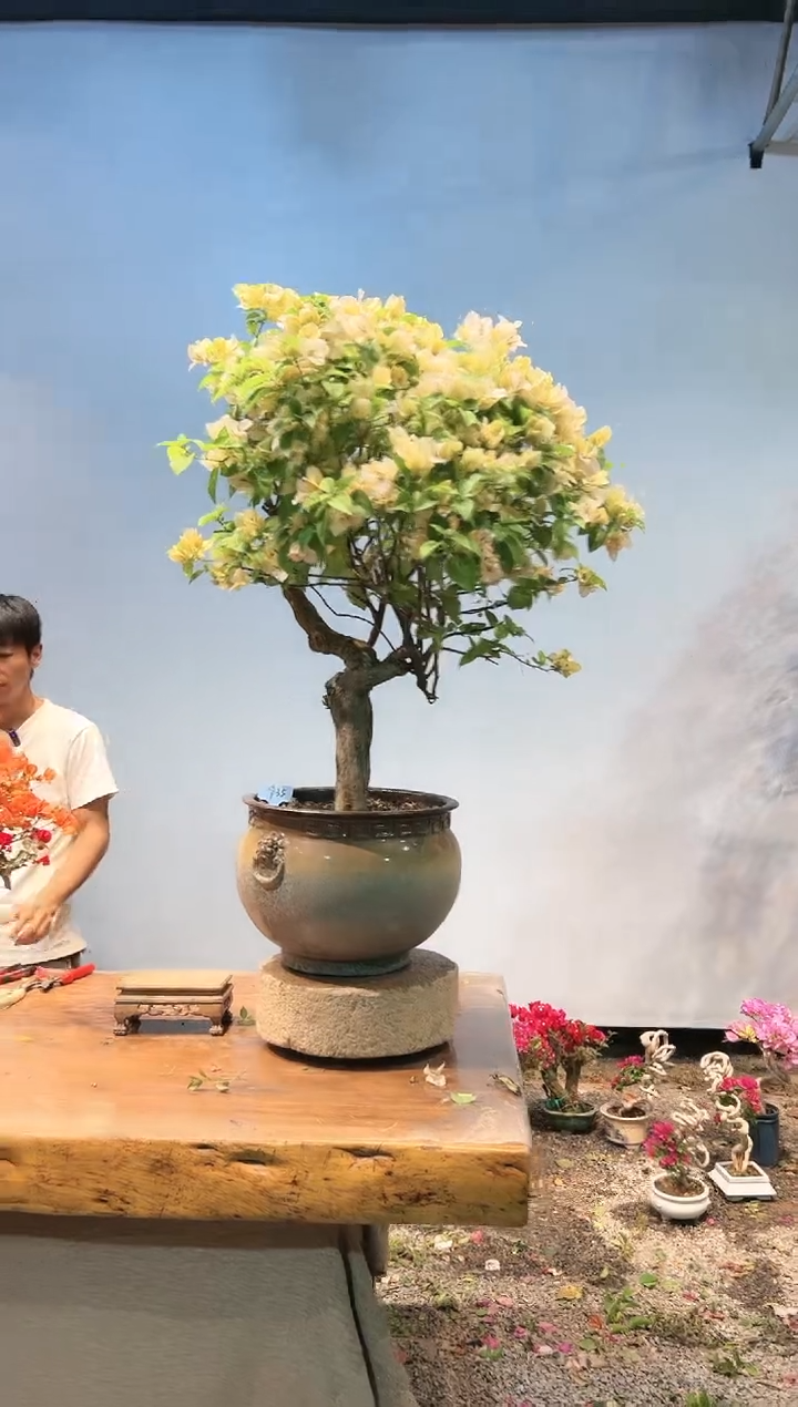 三角梅专场一物一拍35