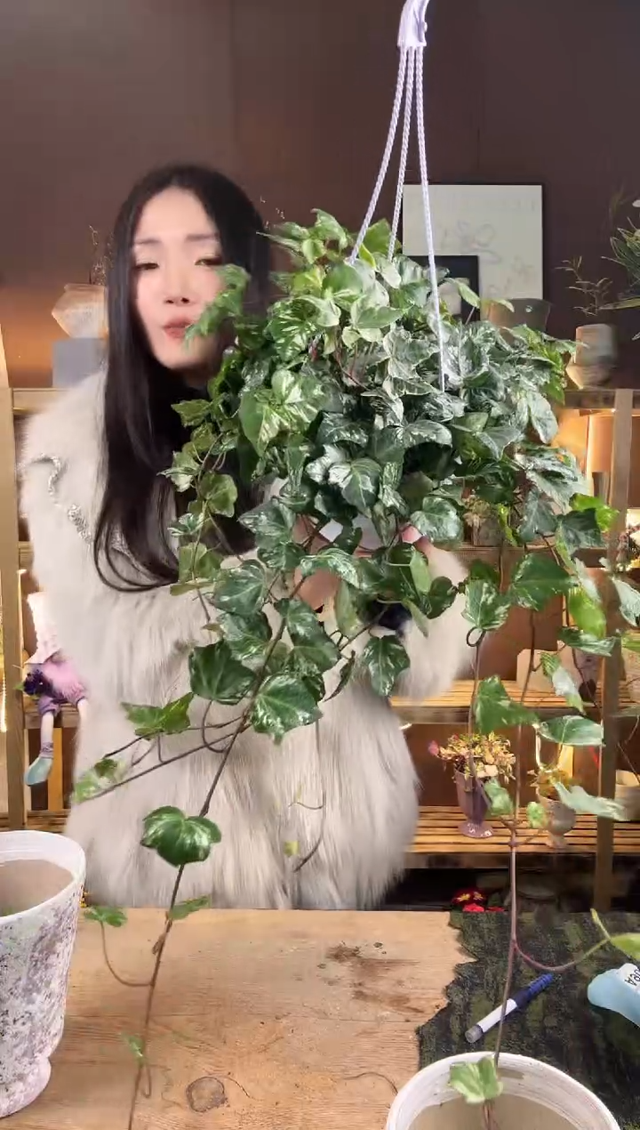 以实际为准科瑞布常春藤育苗盆