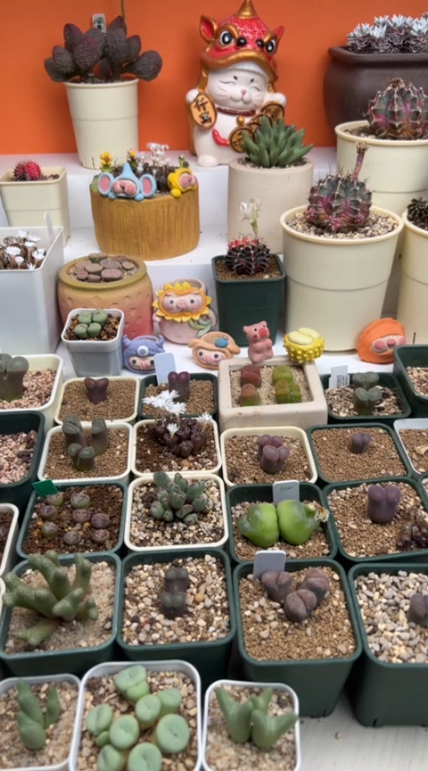 57      盆的钱。。。。。。。