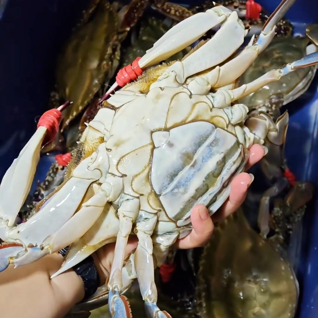 东港一点红母蟹  单只2.5-3两 3斤【保鲜不保活】