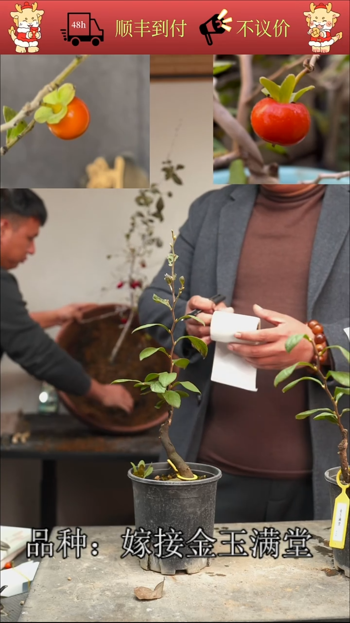 无花朵用****0/100顺丰到付/251127/2/2棵嫁接金玉满堂
