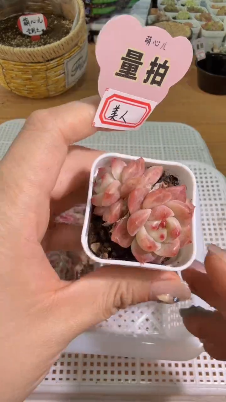 美人四方一盆 单双混 量拍混发