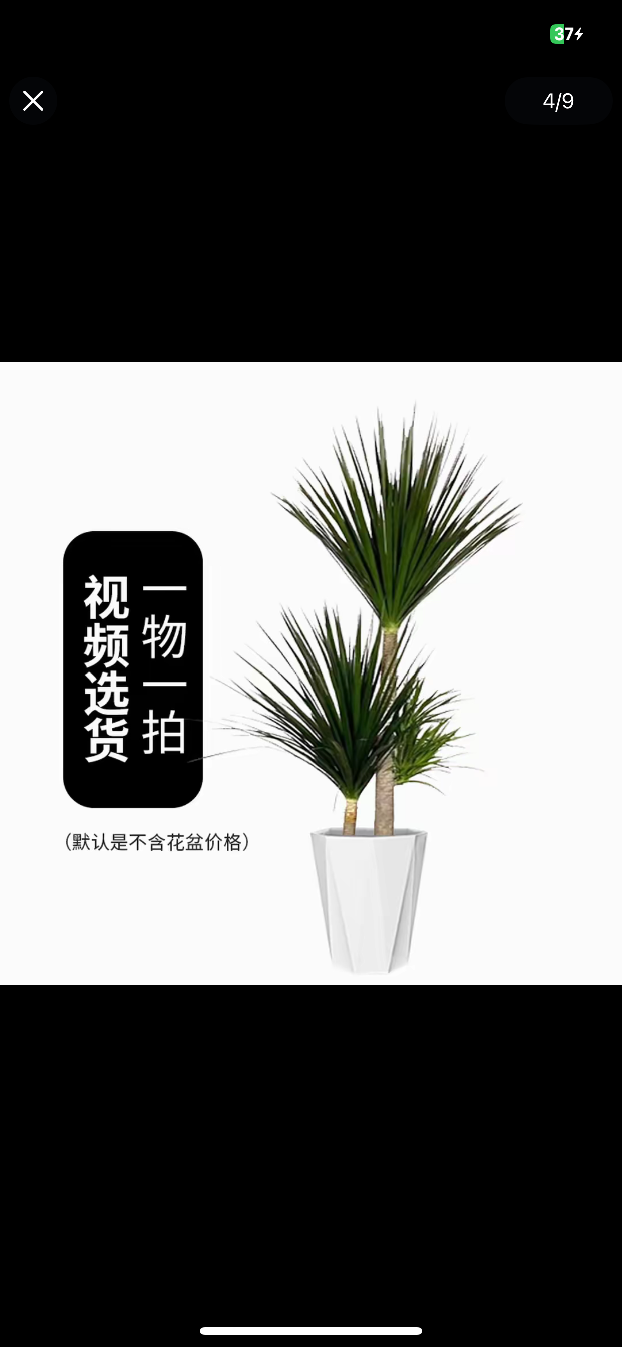  -不带盆单杆老桩龙血树四季常绿耐寒好过冬室内净化空气懒人绿植