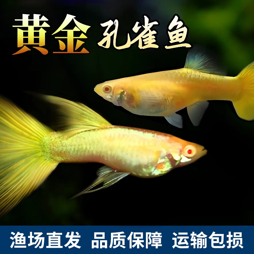 【满鳞黄金】2-3cm公母配对孔雀鱼孕母鱼新手好养易繁殖小型热带鱼