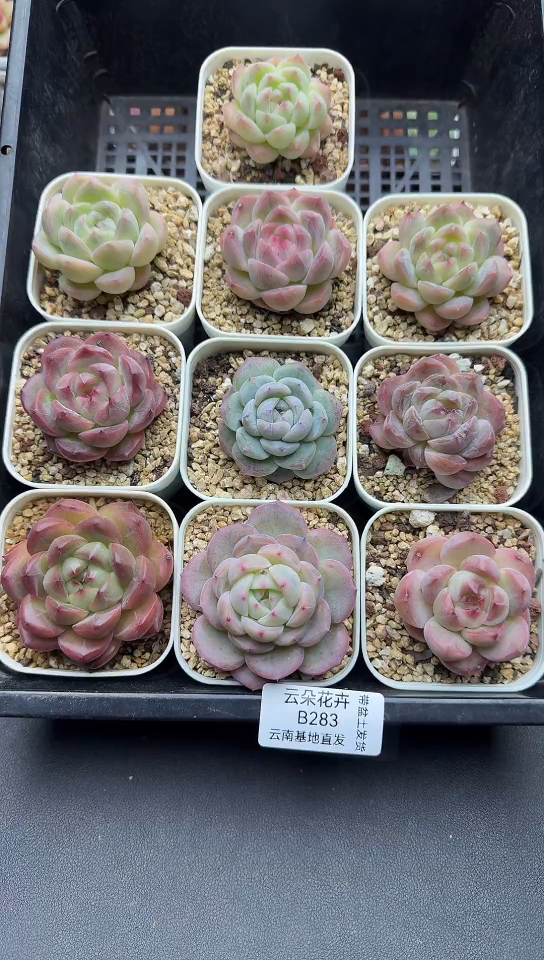 珍妮杂交多肉B283