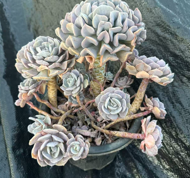 暗夜雪精灵    多肉