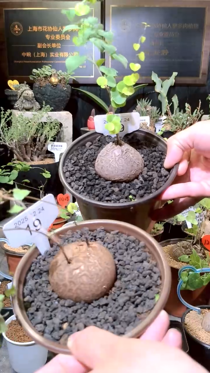 19号1224福利南非龟甲龙买一送一