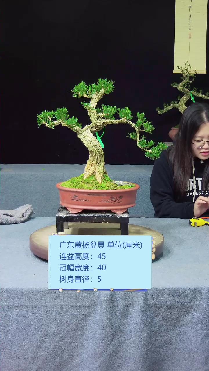 【闪购商品】黄杨盆景黄杨盆景