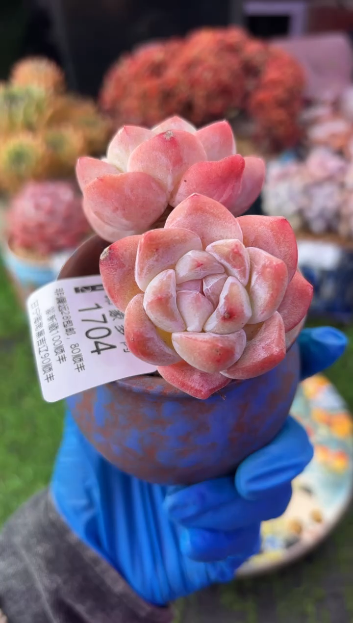 昆明印象多肉1704