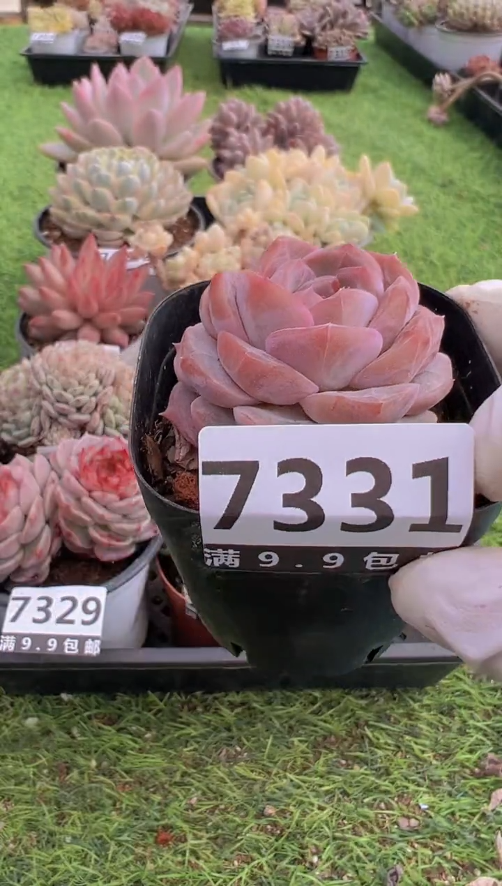 【闪购商品】信福多肉一物一拍