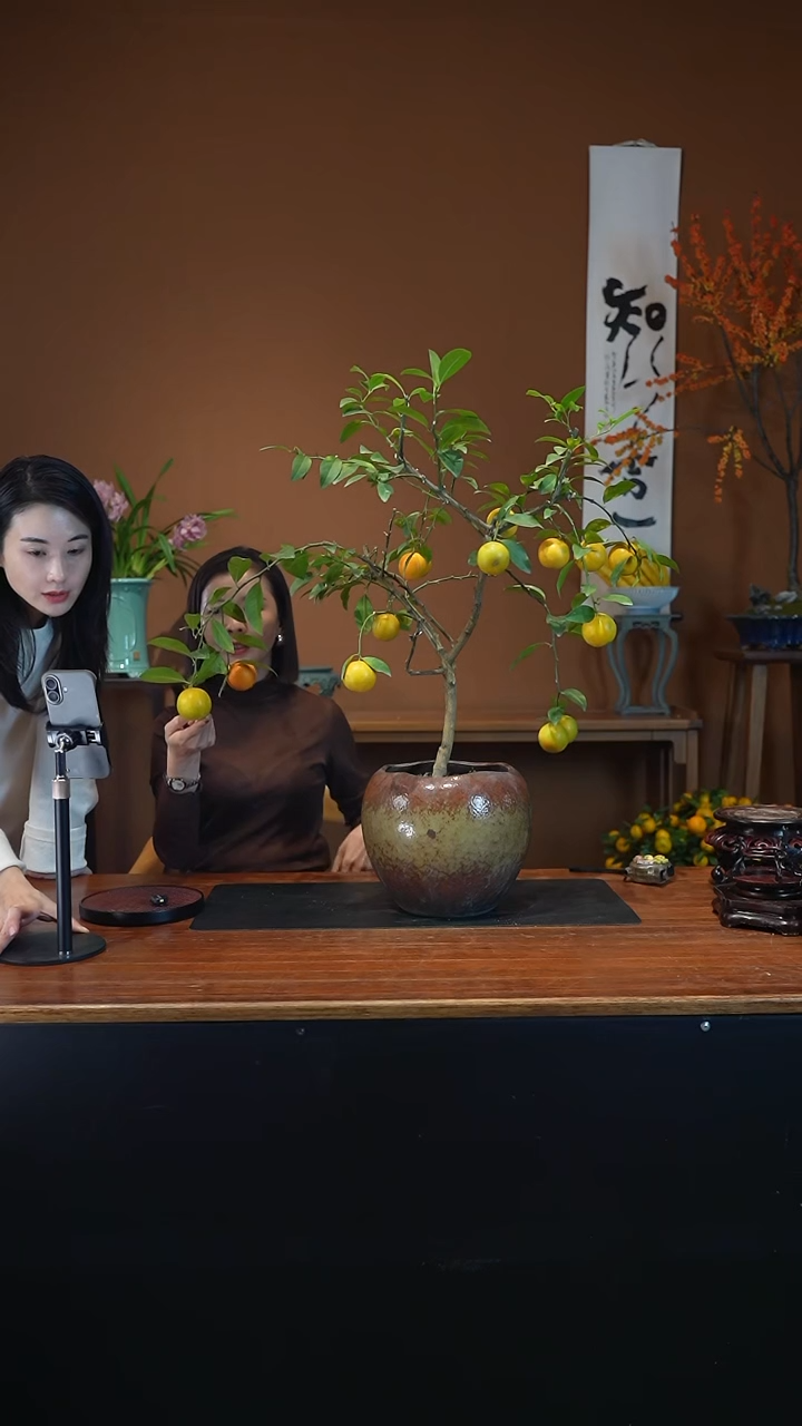 全部花朵红橙盆景盆景盆景