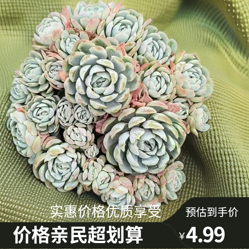 可爱盆栽贝瑞群生多肉植物适合零钱包养仙人球