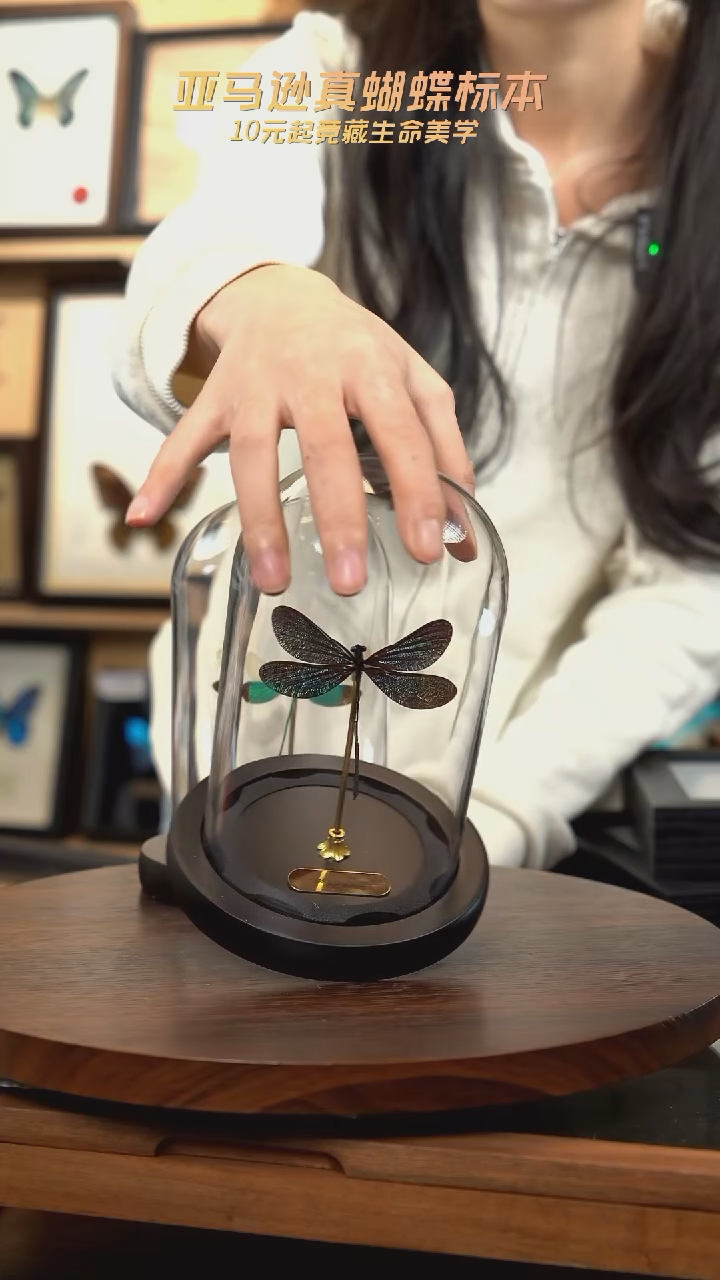 暗溪色蟌小号玻璃罩