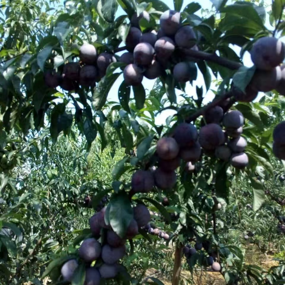 绿植欢果苗【五月脆李苗】又名凤凰李确保正宗嫁接苗