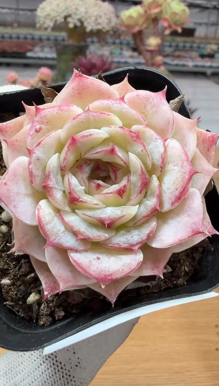 东云多肉园二店-200