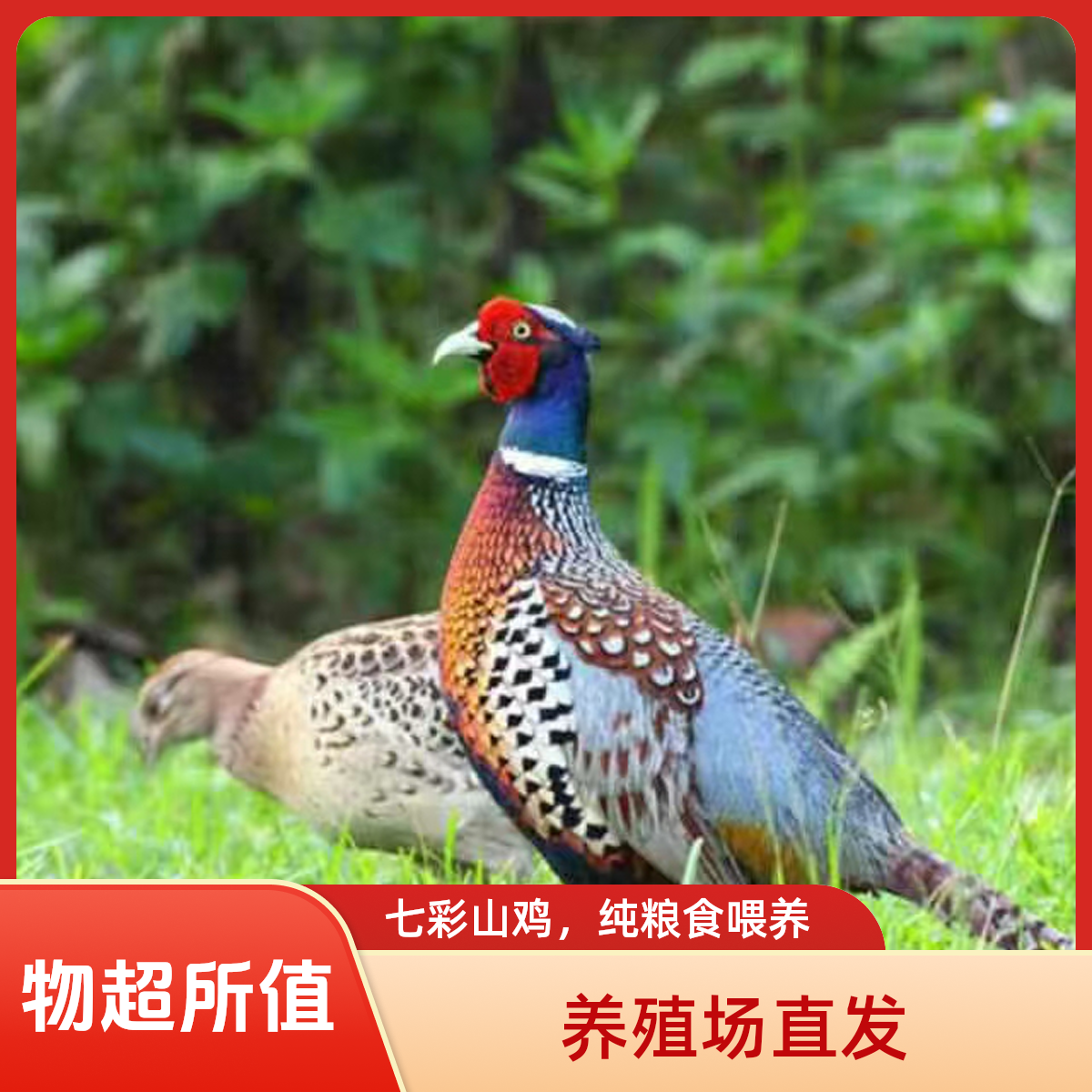 【两只公鸡】农家散养七彩山鸡 现宰现杀 新鲜营养