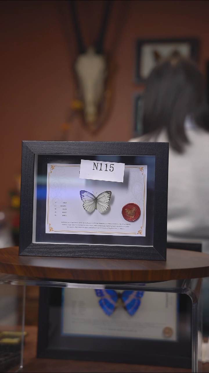 N115    圆脉粉蝶