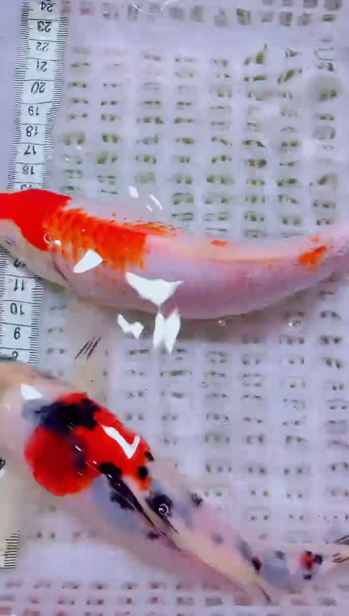 锦鲤血统锦鲤全场包邮104