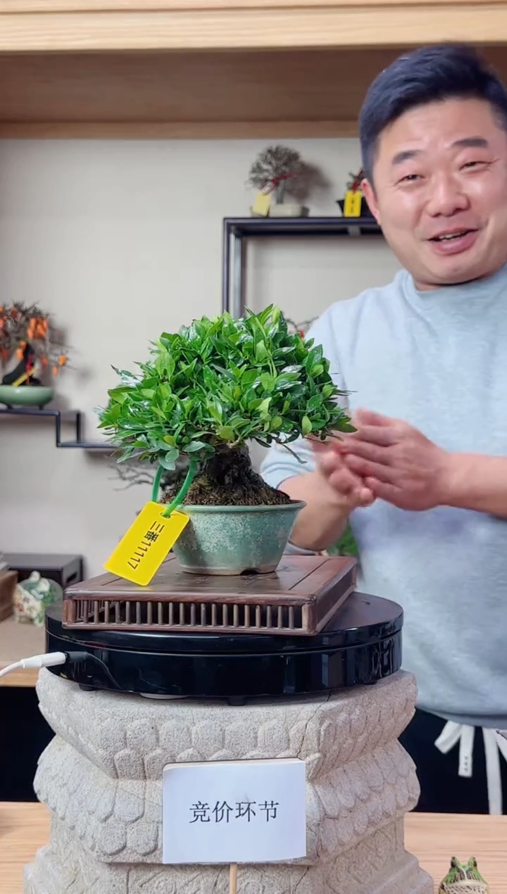 无花朵沙*20251220竞价栀子