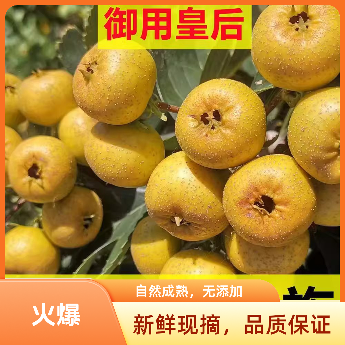 【次日达】黄金如意甜山楂水果稀有品种鲜山楂鲜果即食甜山楂产地现摘现发