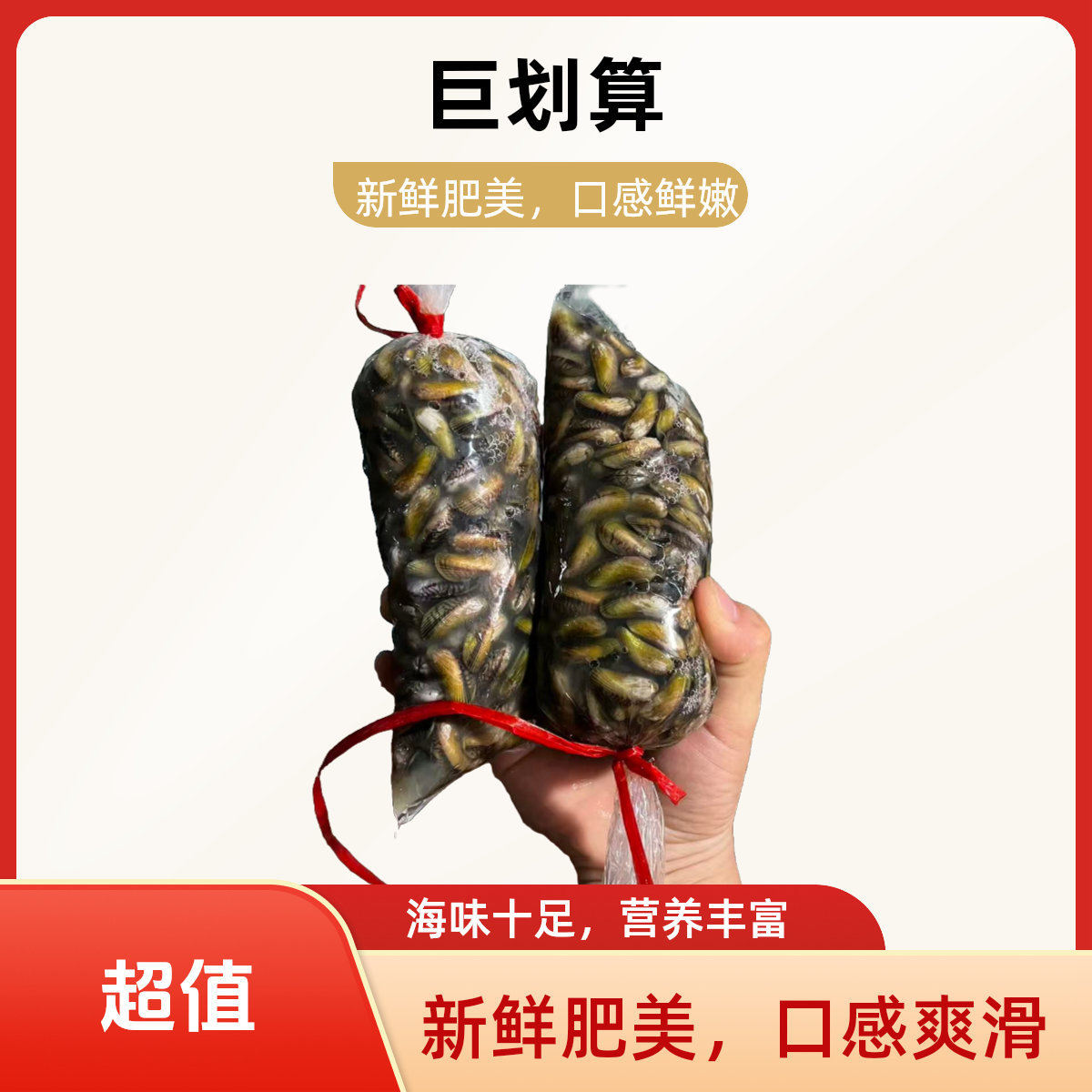 鲜活海瓜子 爆炒 盐焗 