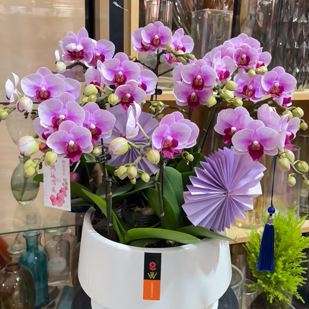 A10【宝贝】精品蝴蝶兰年宵花