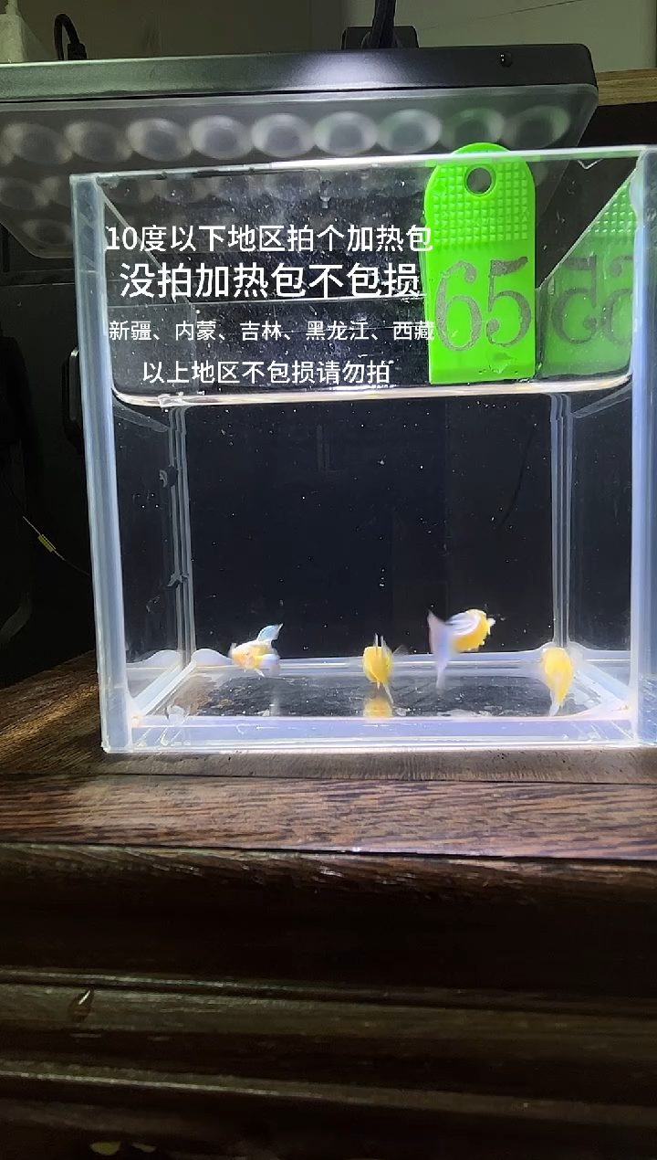 孔雀鱼紫白飞船编号65