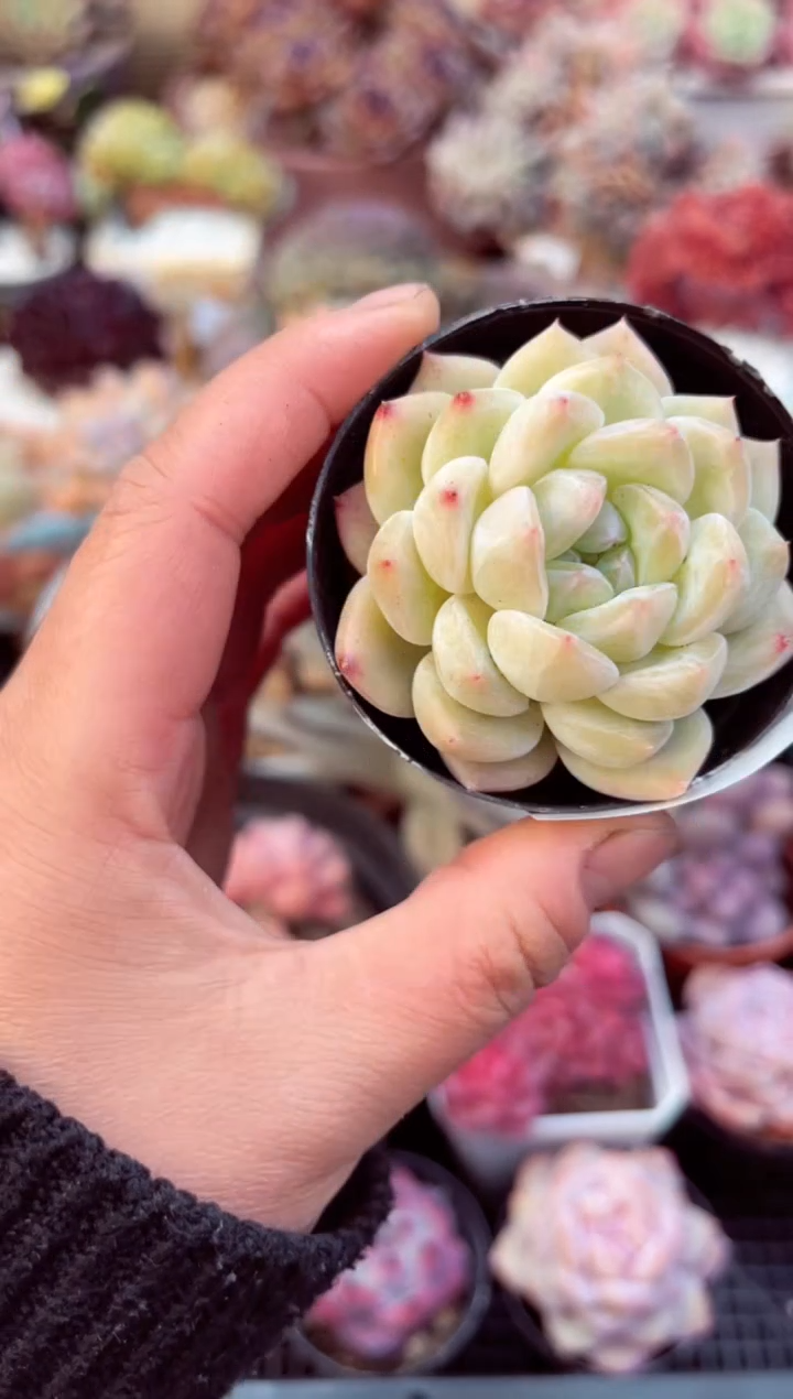 【闪购商品】7736单头多肉