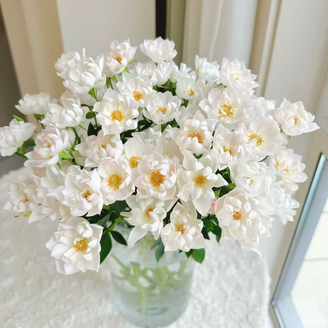 【陌上花开】闪闪亮-稀有多头玫瑰（注意带包装醒花哦~）