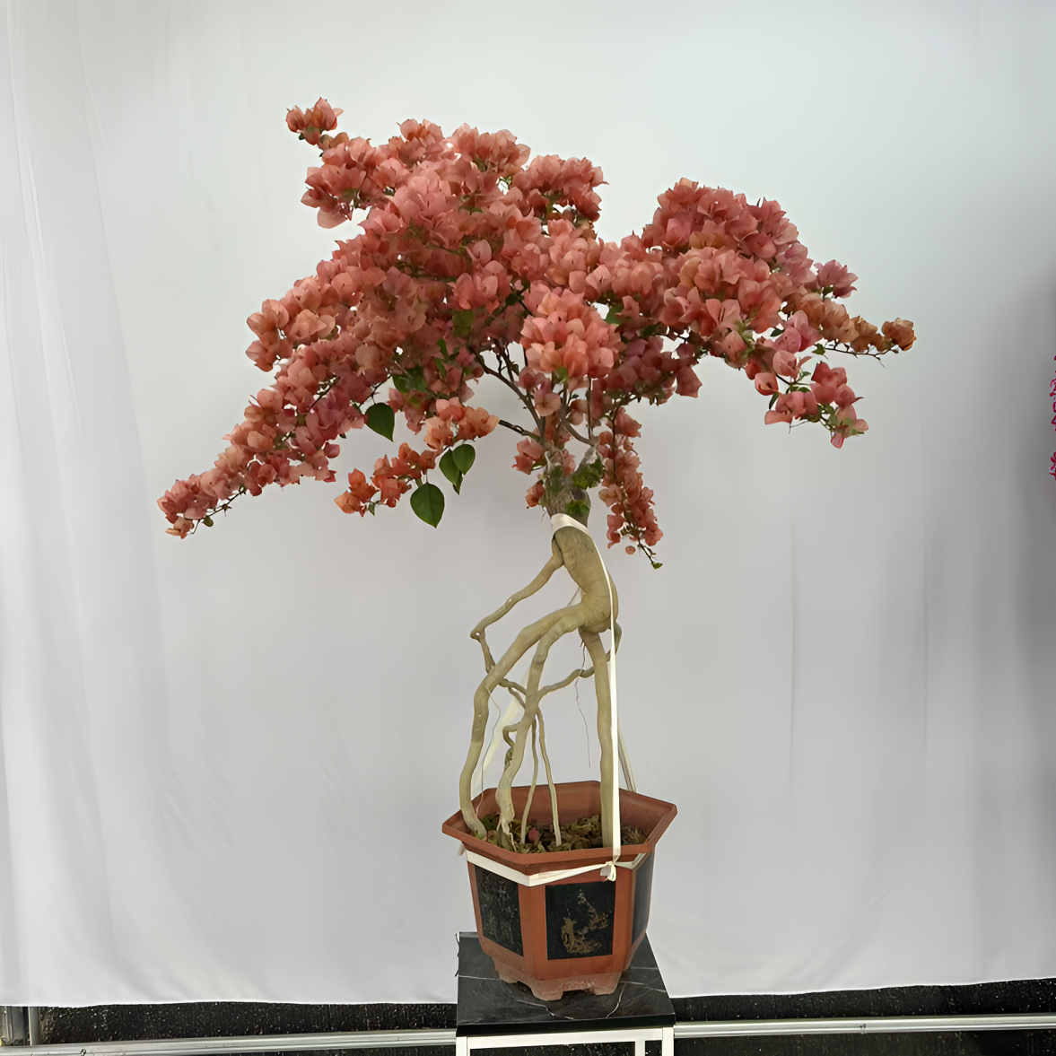 【所见即所得】爬藤四季开花庭院别墅植物三角梅盆栽带花阳台