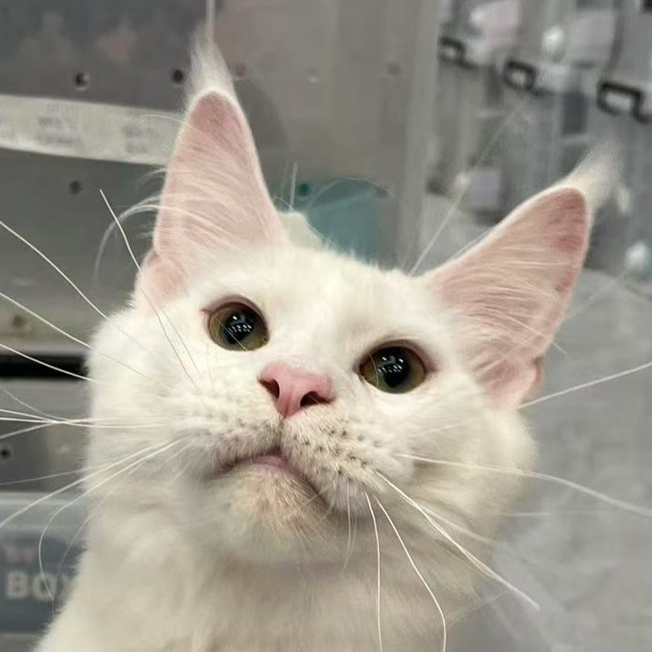 来了姊妹-纯白缅因 弟弟 23