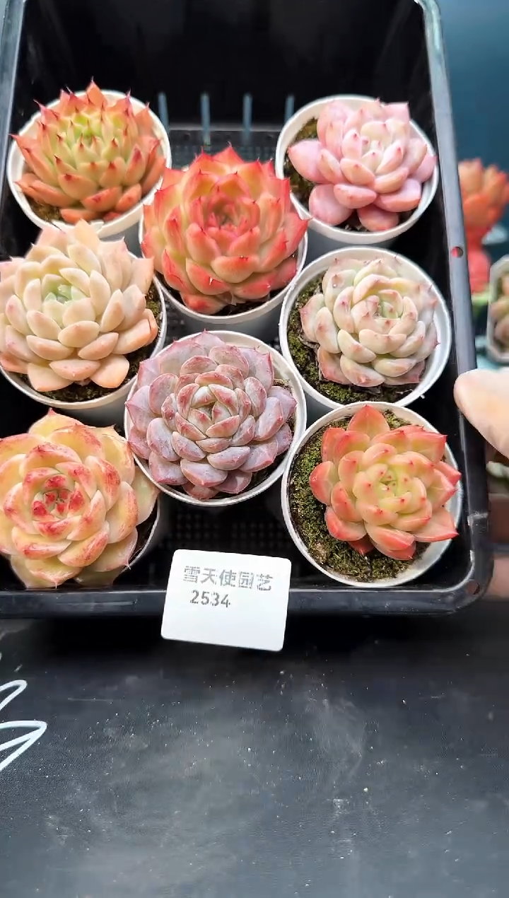 2534   多肉  8 颗