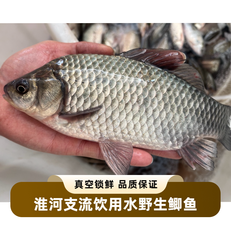 鲜活纯野鲫鱼清塘草塘野土鲫鱼孕产妇月子炖汤