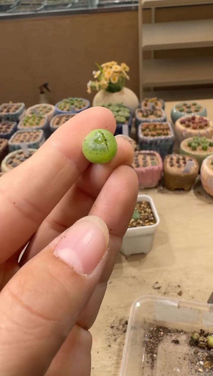 8-166多肉植物肉锥