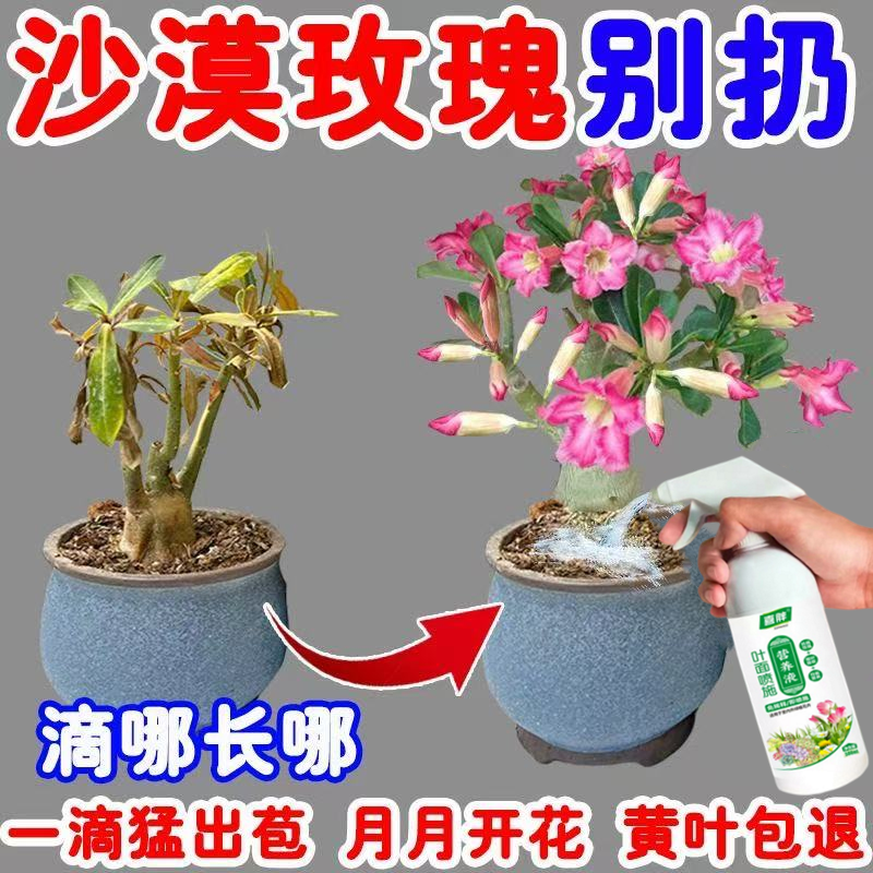 一滴猛开】沙漠玫瑰营养液催花绿叶壮苗急救黄叶干尖不开花专用肥