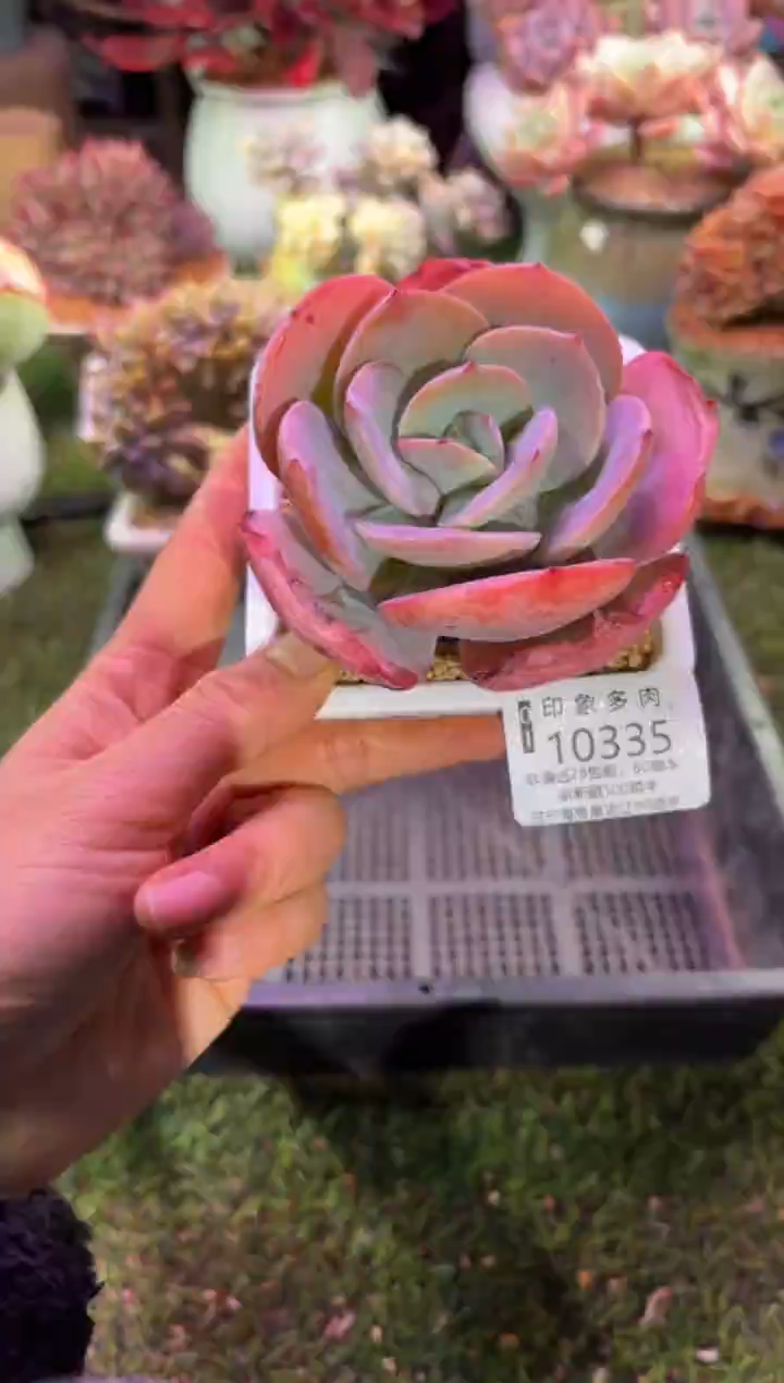 【闪购商品】10335