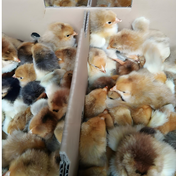 九斤黄 黄麻羽 出壳苗