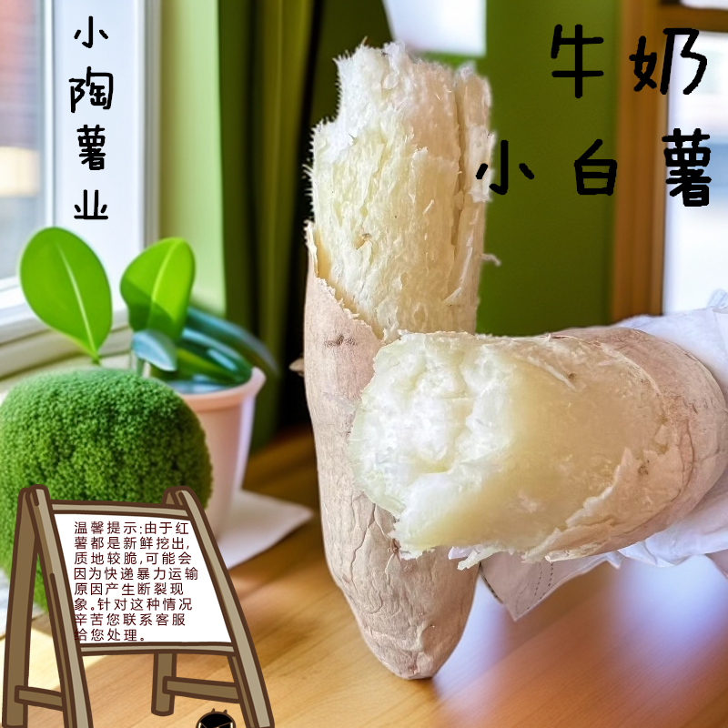 新鲜现挖高营养牛奶小白薯