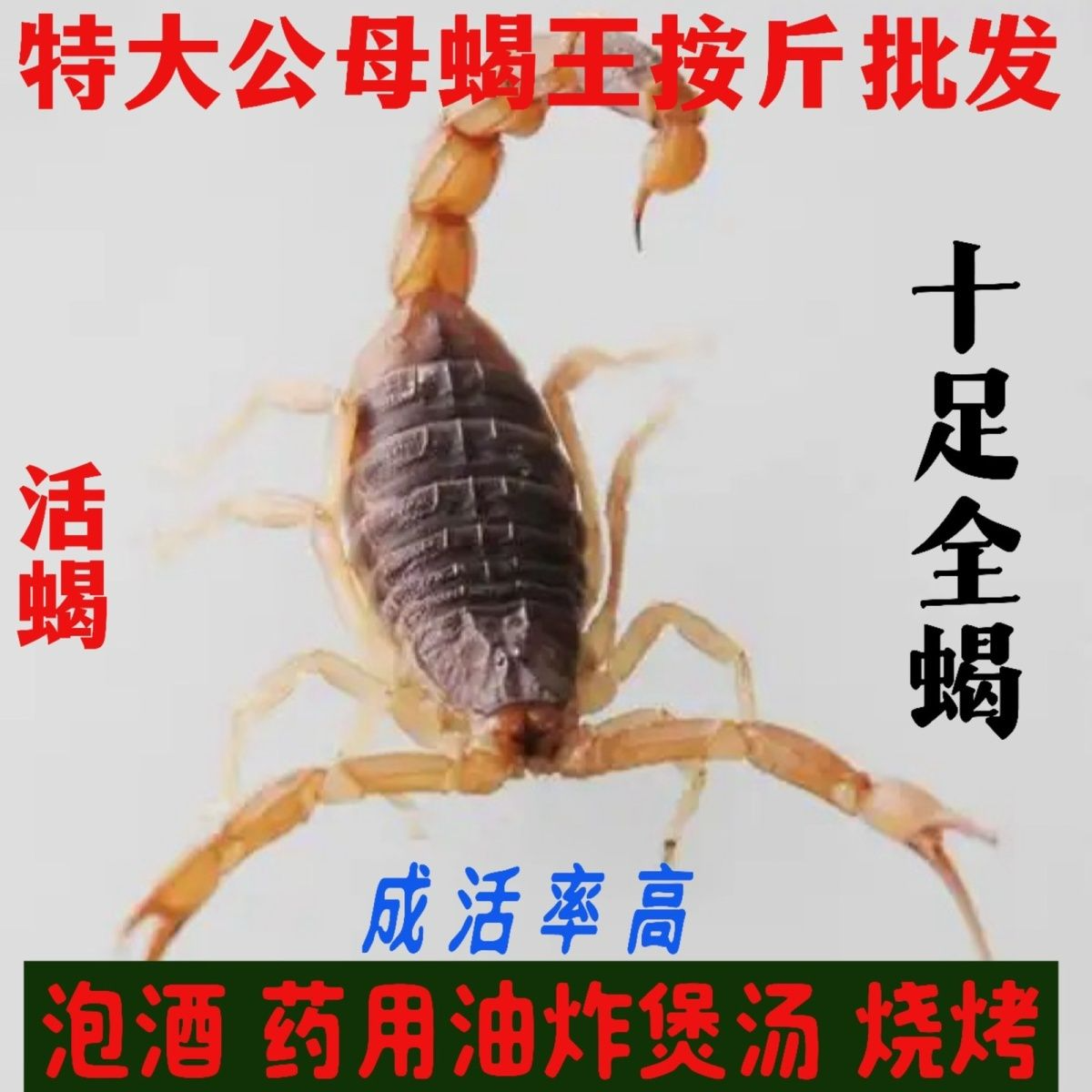 正宗沂蒙蝎子活体可煲汤入药油炸泡酒食用炸蝎子