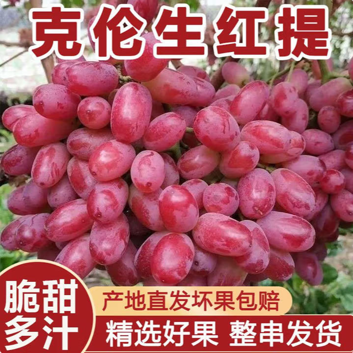 【兵哥双11专属】大凉山克伦生葡萄应季无籽红提现摘脆甜鲜孕妇水果
