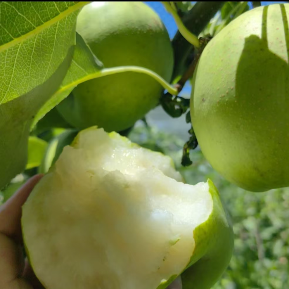 【顺丰包邮】苏翠一号梨鲜甜爆汁梨园现摘现发