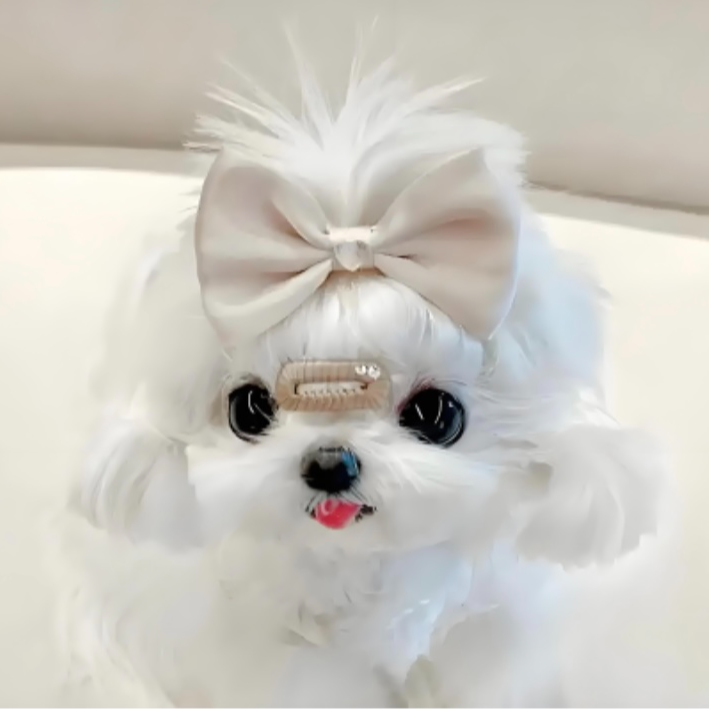 精品马尔济斯活体宠物狗狗