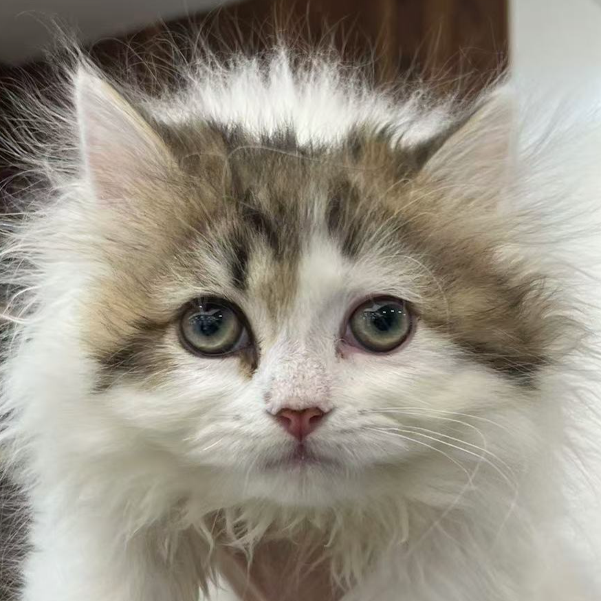 来了姊妹-金白英长猫 弟弟 23